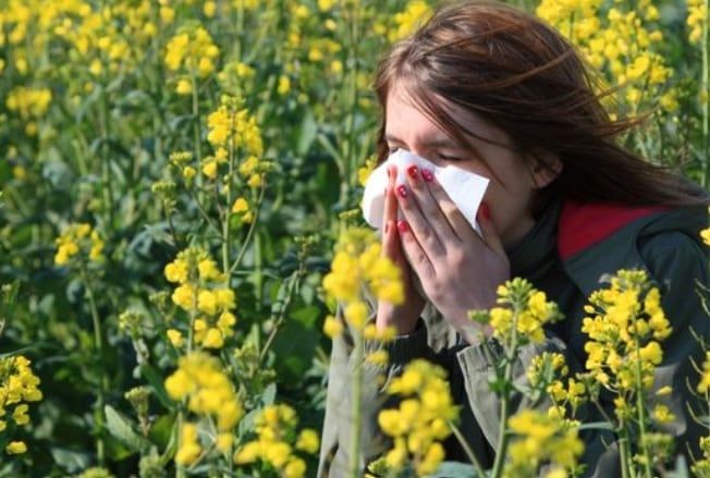 Le pollen